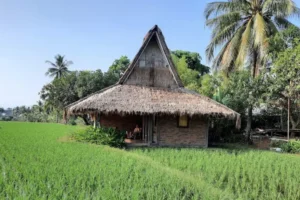 Cimaja Square Rice Indonesia Bangalo