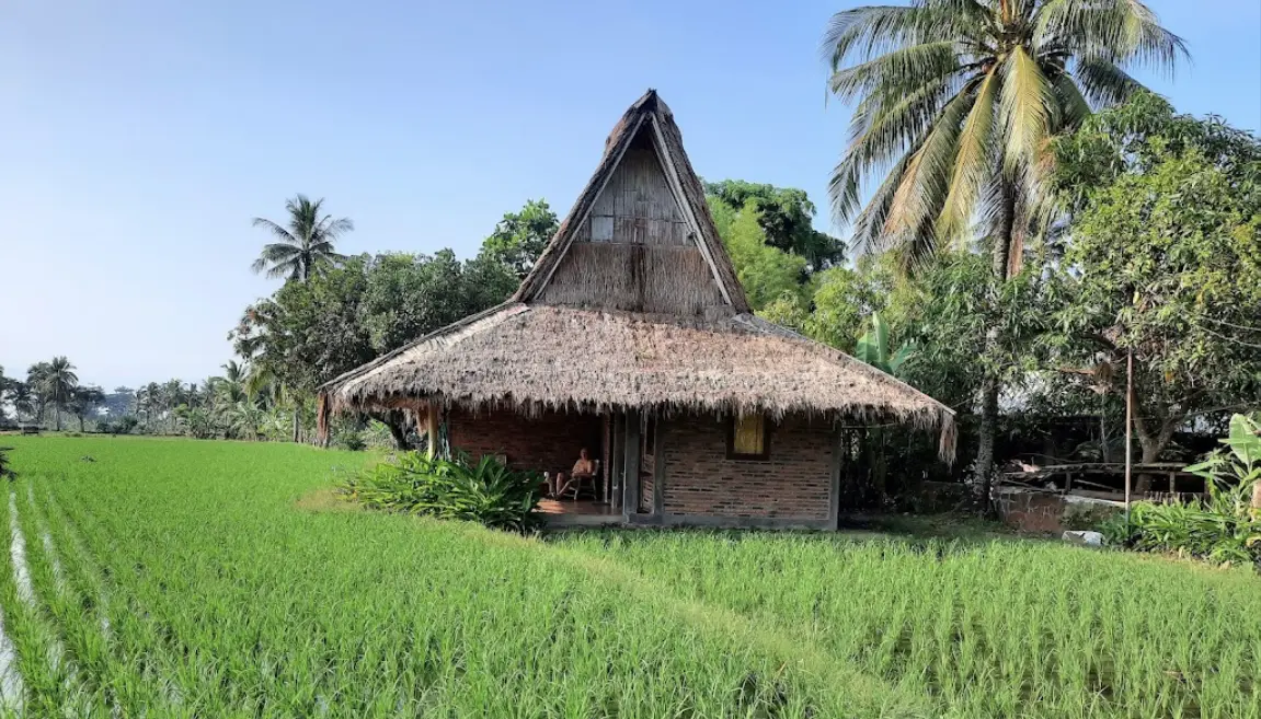 Cimaja Square Rice Indonesia Bangalo